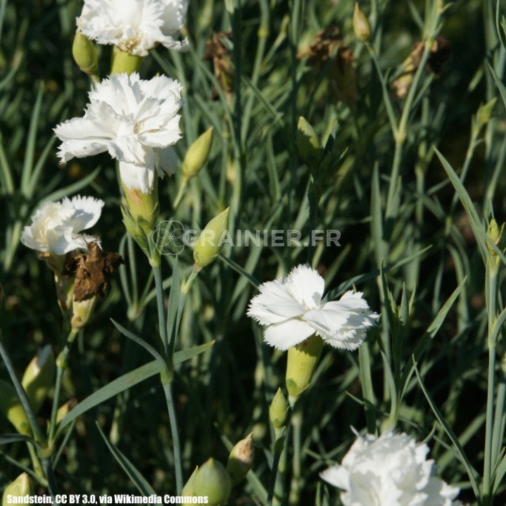 Oeillet des fleuristes, Oeillet Chabaud, Dianthus caryophyllus mélange image